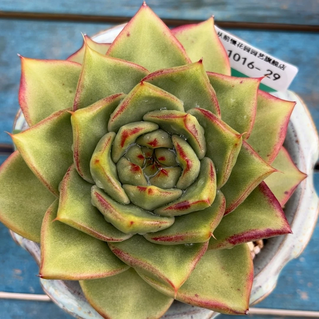 从前慢多肉精选编号1016.29