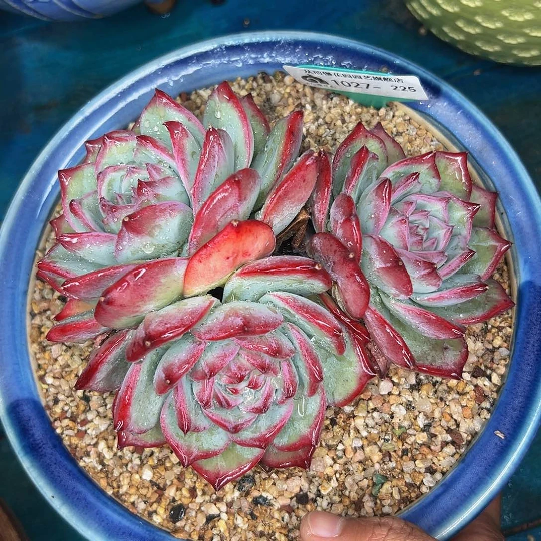 多肉一物一拍1027-225