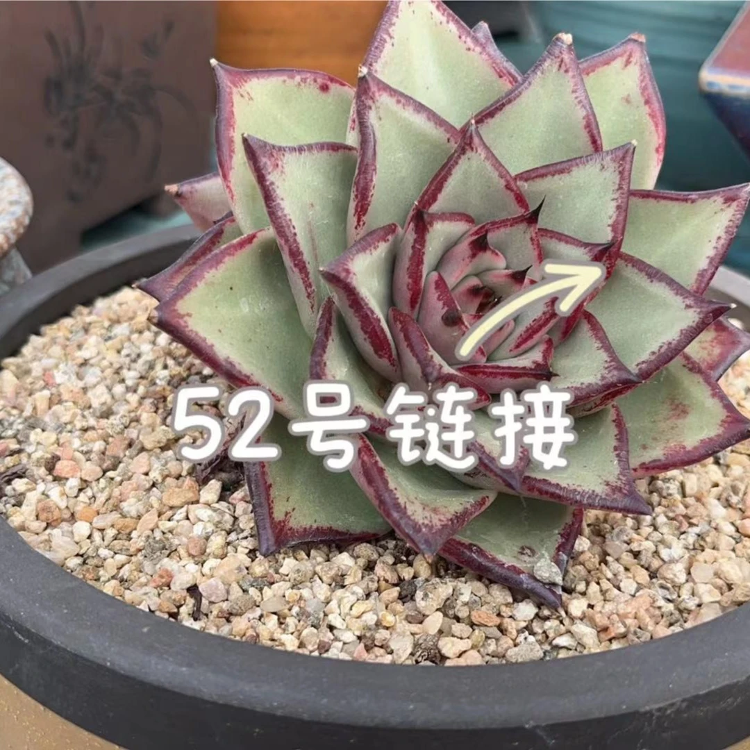 【从前慢花园】   （21-40）多肉直播    52号链接