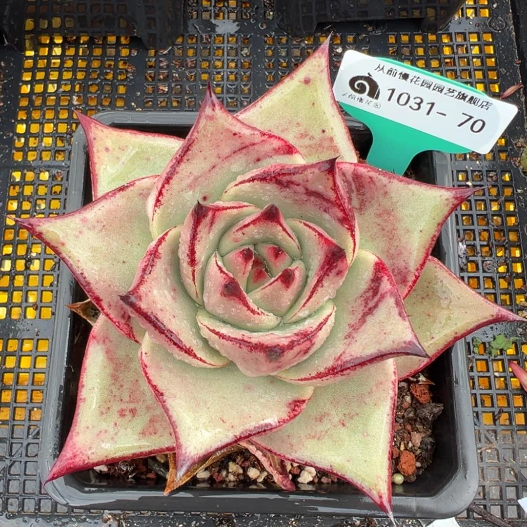 从前慢多肉精选编号1031.70