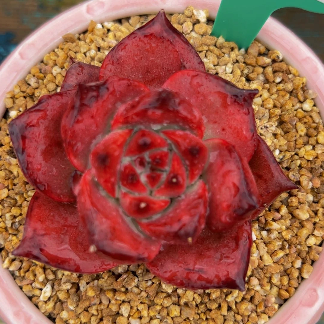 从前慢多肉精选编号1006.55