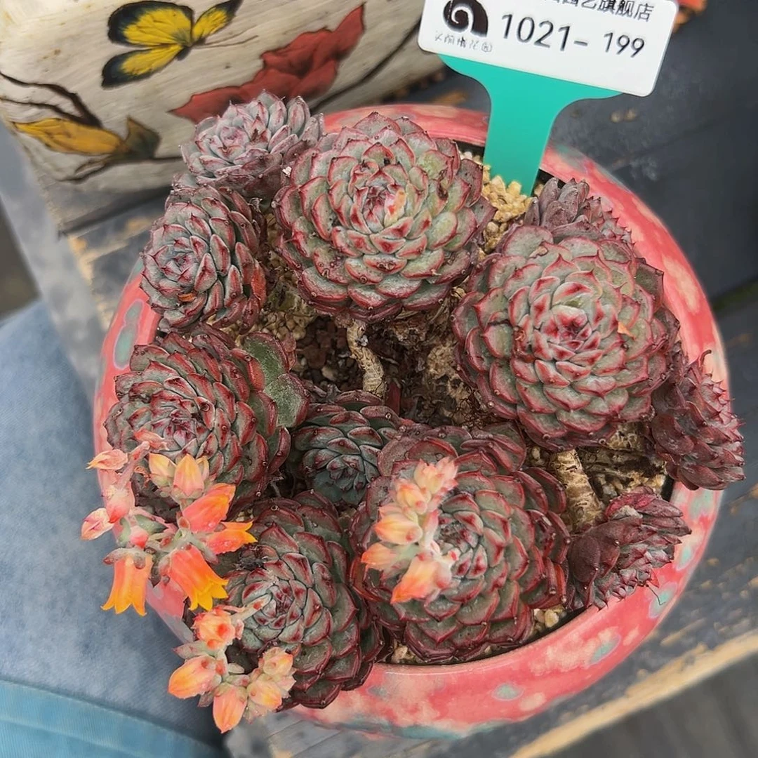 多肉编号1021-199