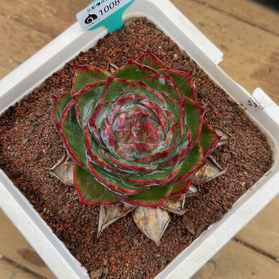 多肉一物一拍1008-17