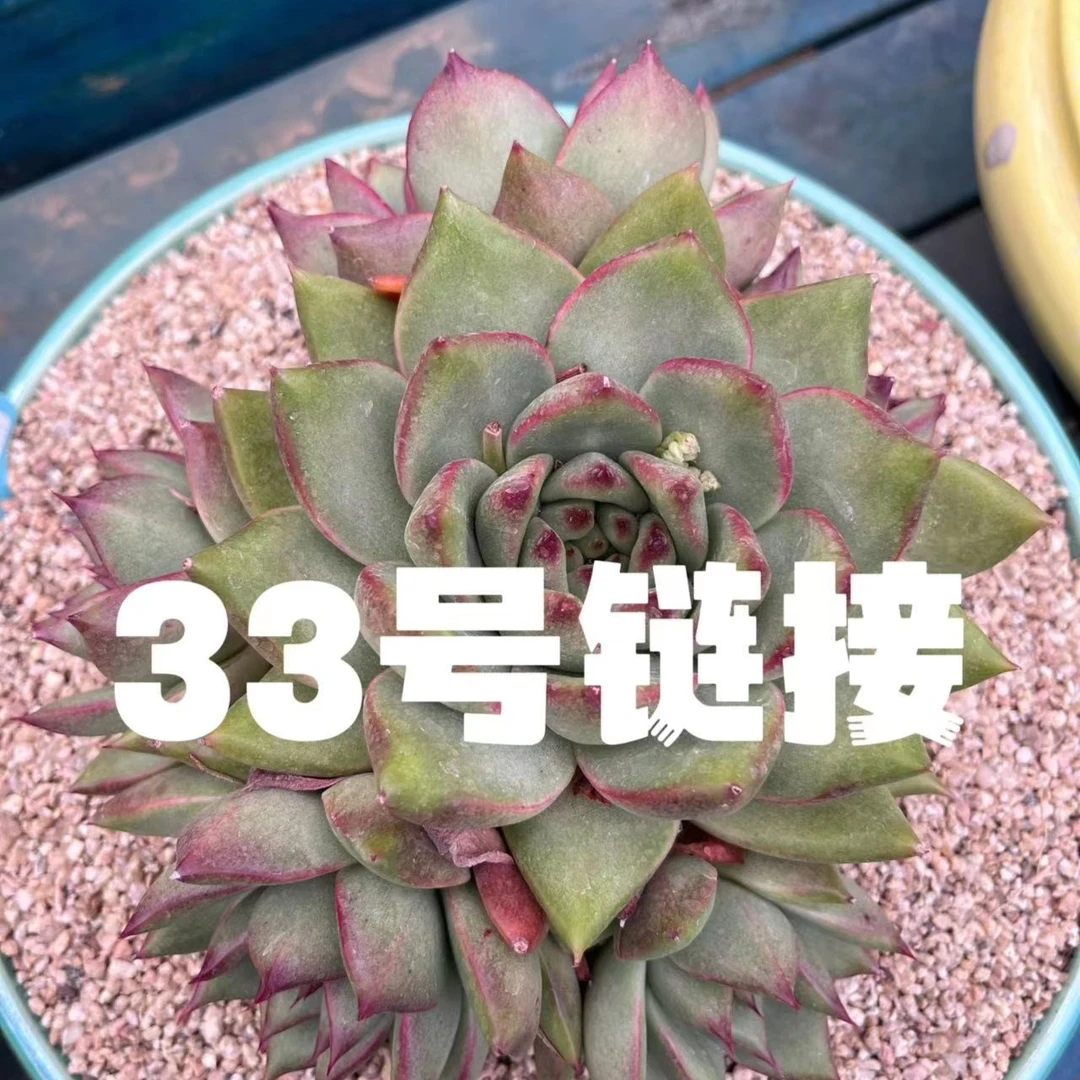 【从前慢花园】   （321-330）多肉直播      33号链接
