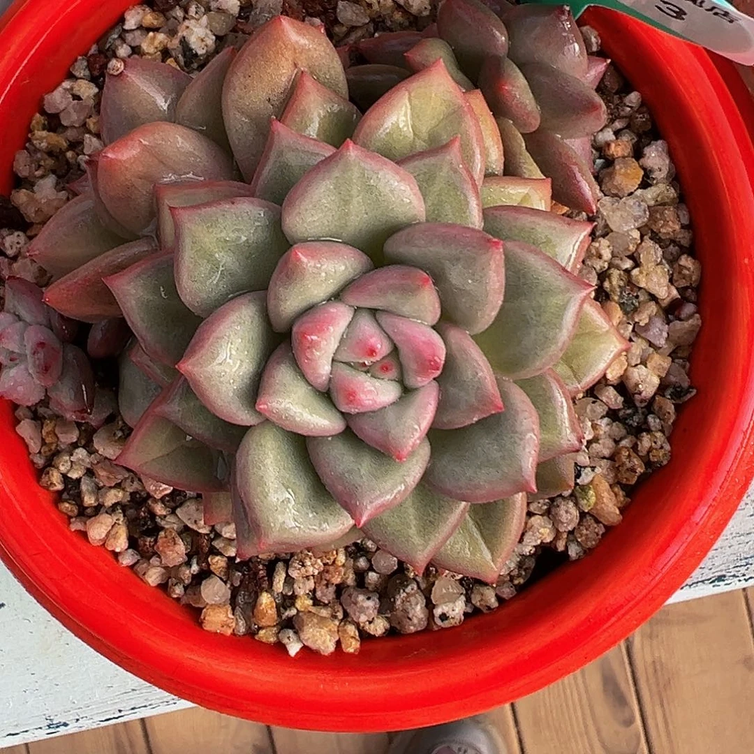 多肉一物一拍编号1024-3