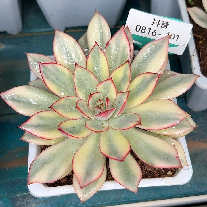 红*从前慢花园多肉编号0816-101