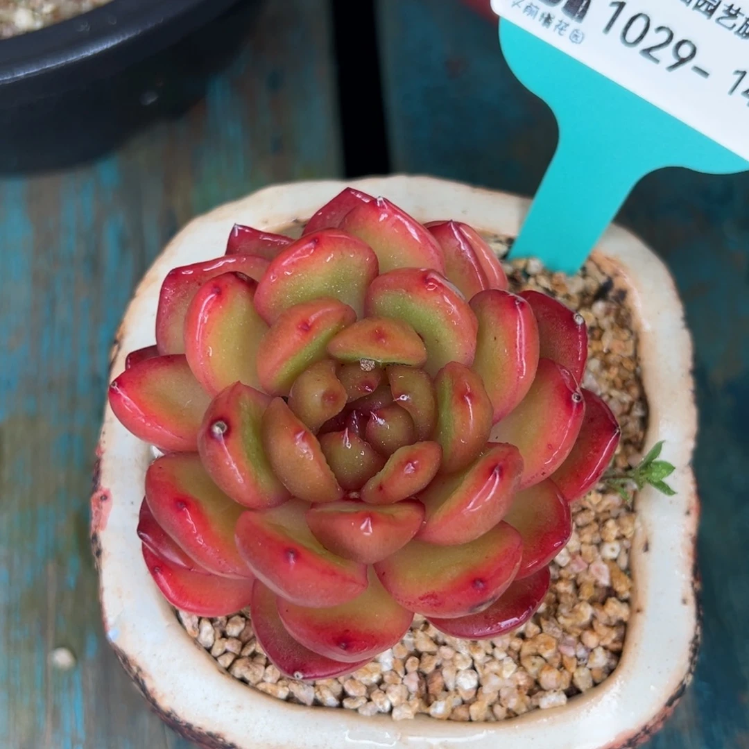 从前慢花园多肉精选编号1029.140