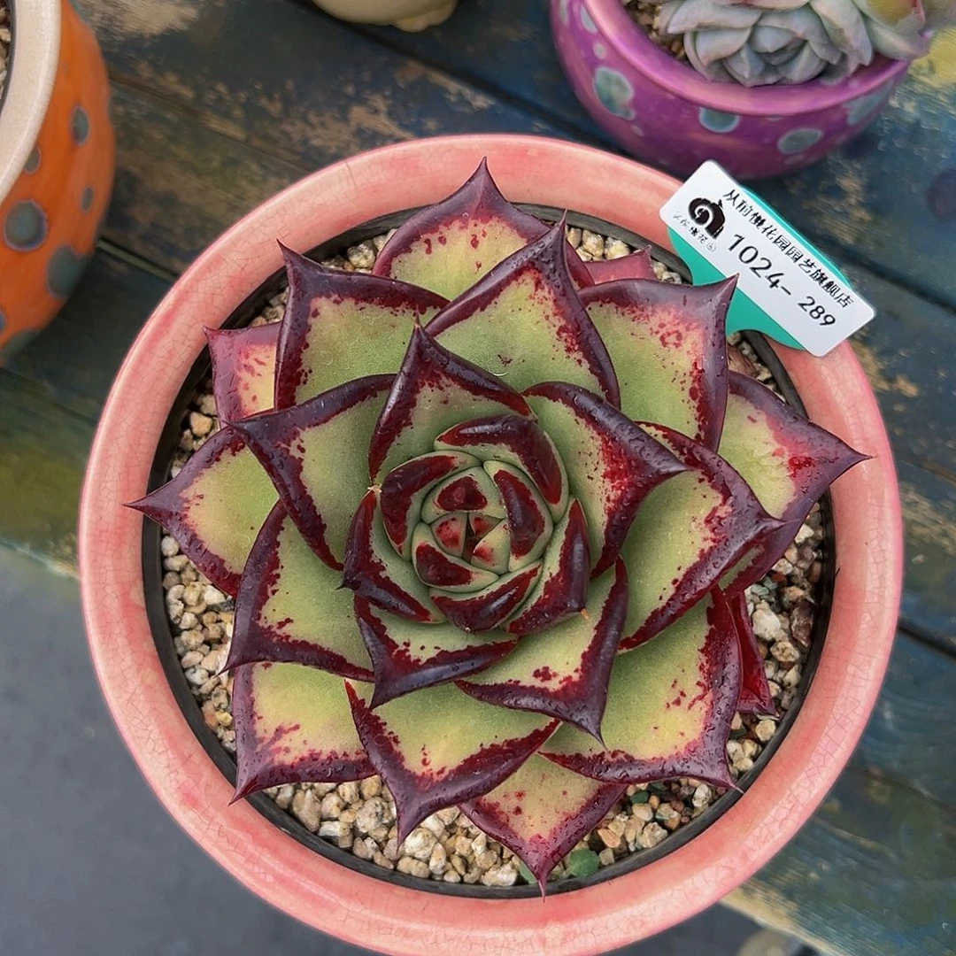 多肉编号1024-289