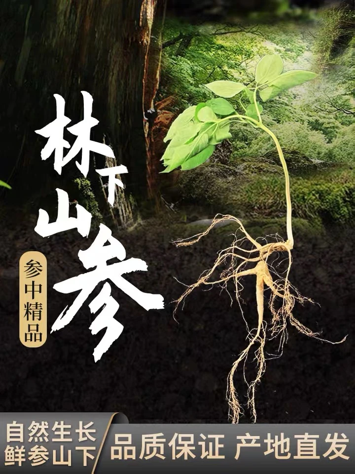 直播链接改价长白山人参