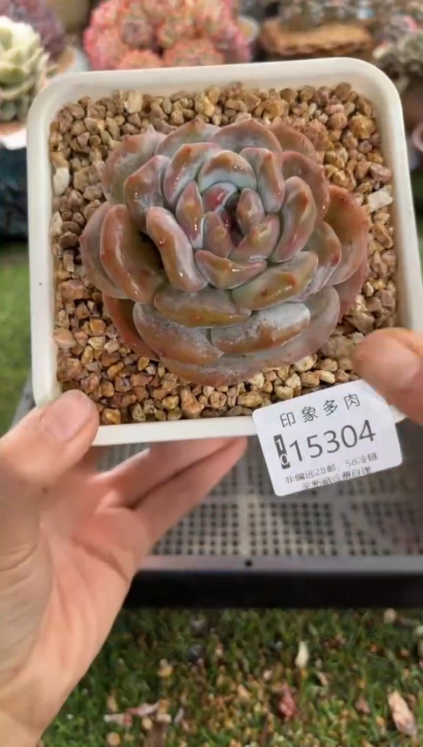 【闪购商品】15304