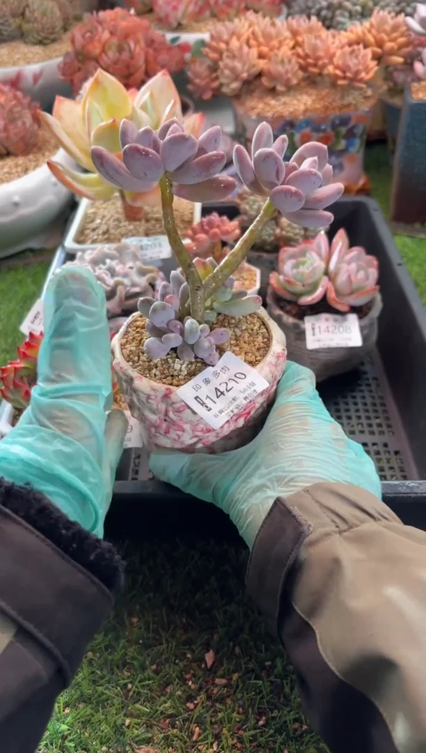 【闪购商品】14210