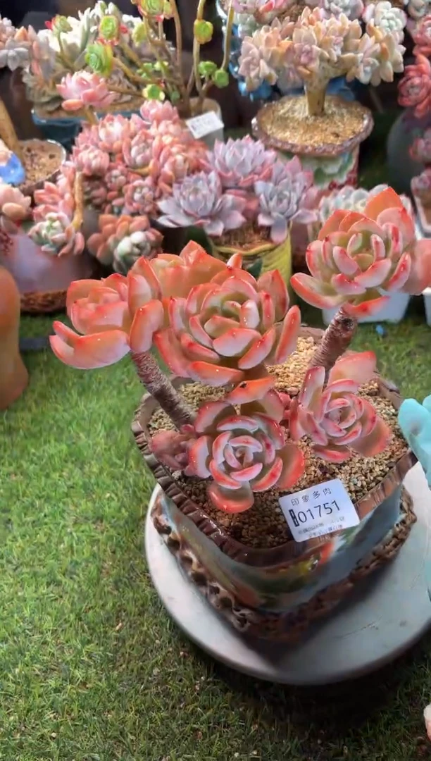 【闪购商品】01751