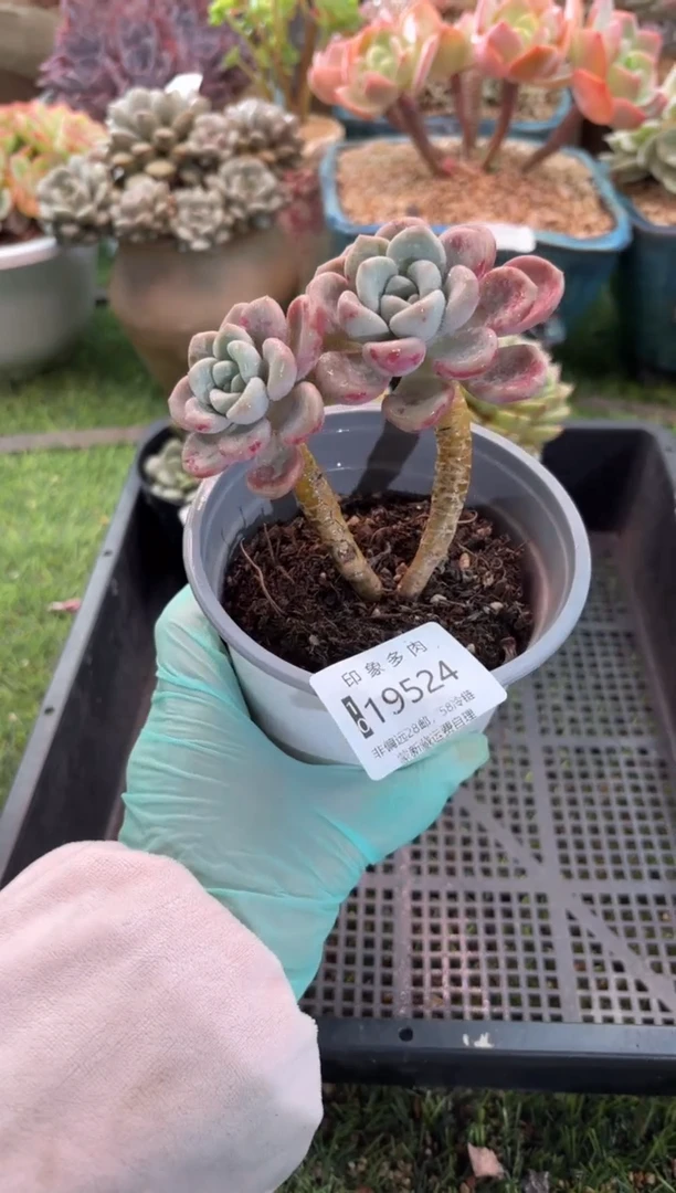 【闪购商品】19524