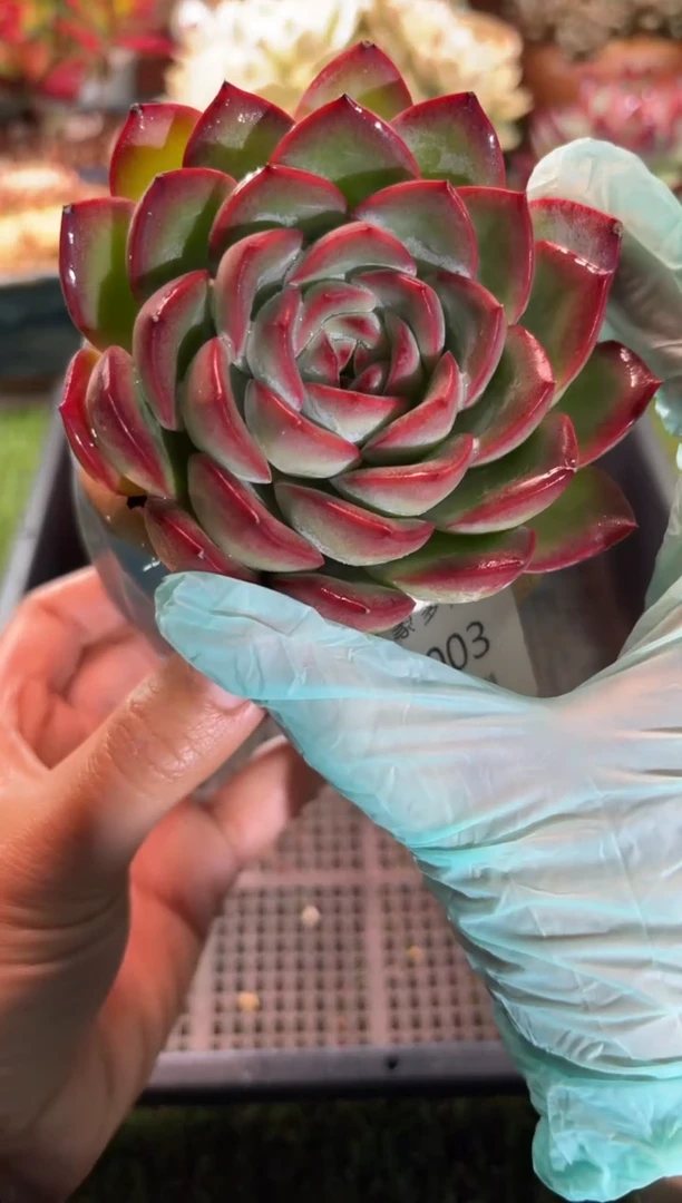 【闪购商品】00003