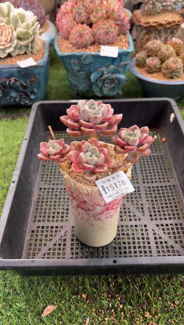 【闪购商品】15178