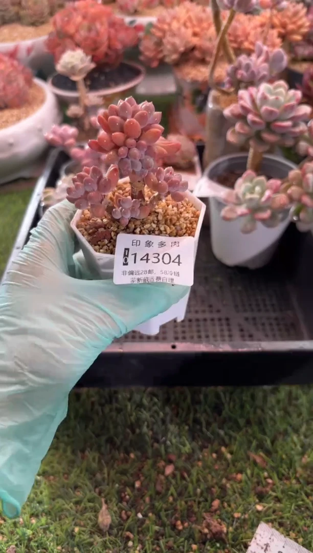 【闪购商品】14304