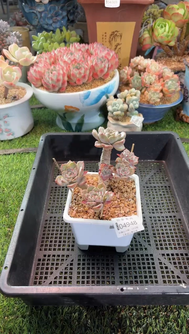 【闪购商品】04948