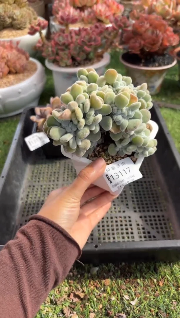 【闪购商品】13117