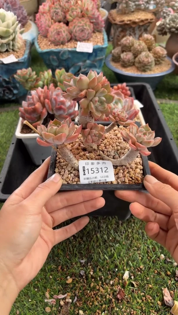 【闪购商品】15312