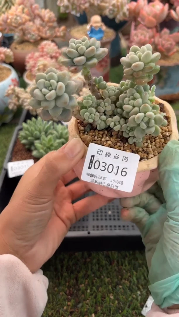 【闪购商品】03016