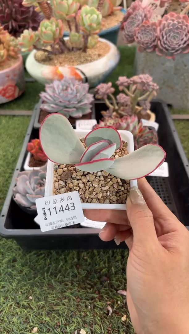 【闪购商品】11443