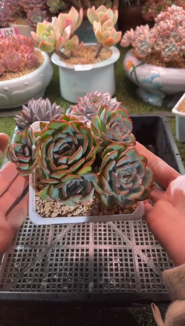 【闪购商品】22746