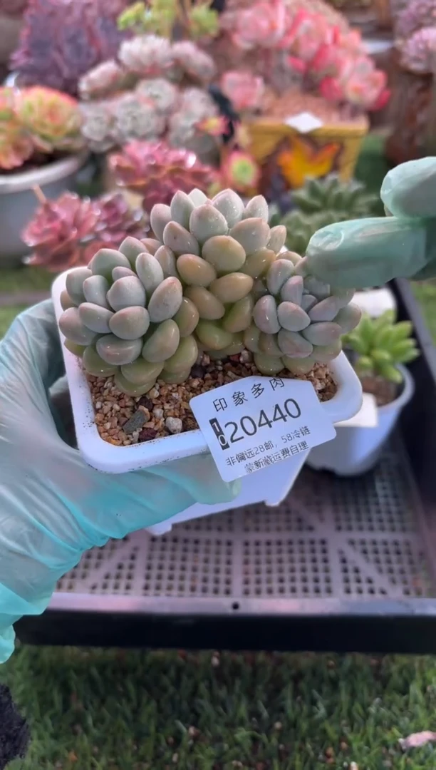 【闪购商品】20440