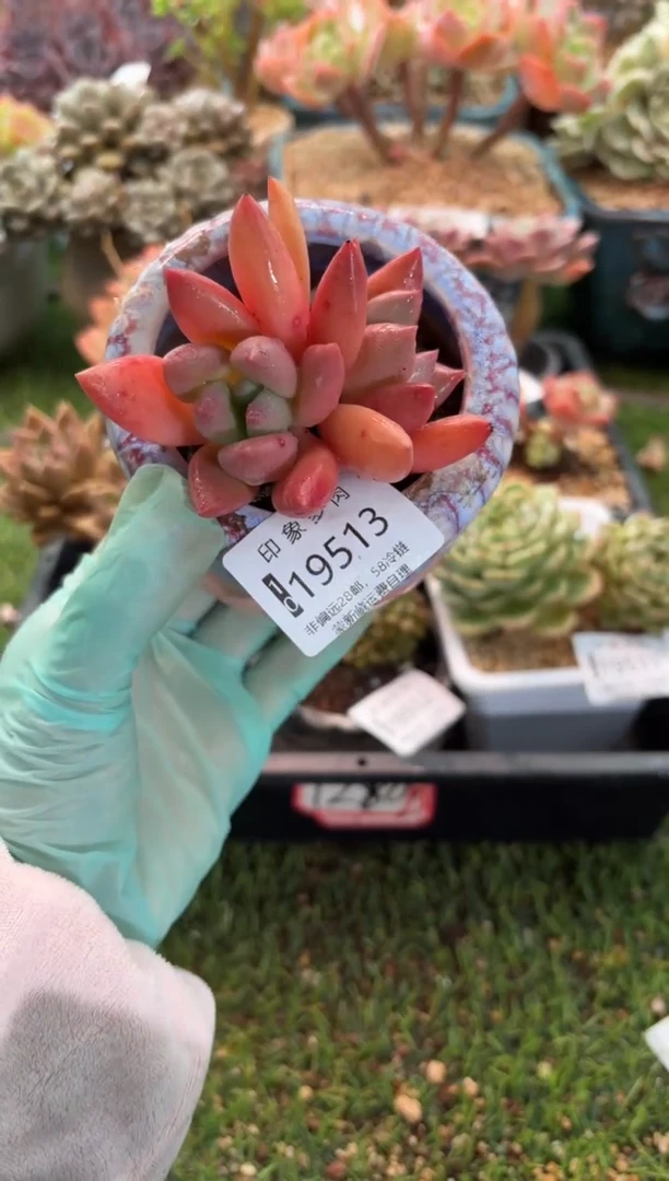 【闪购商品】19513