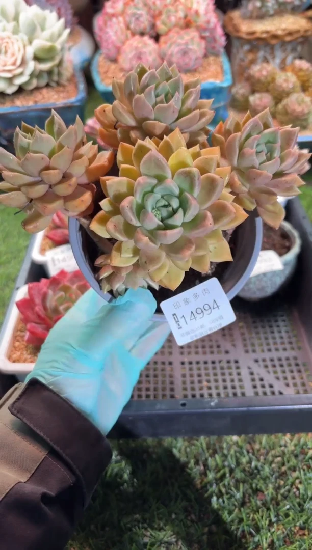 【闪购商品】14994