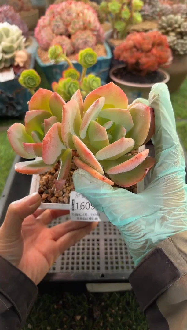 【闪购商品】16093