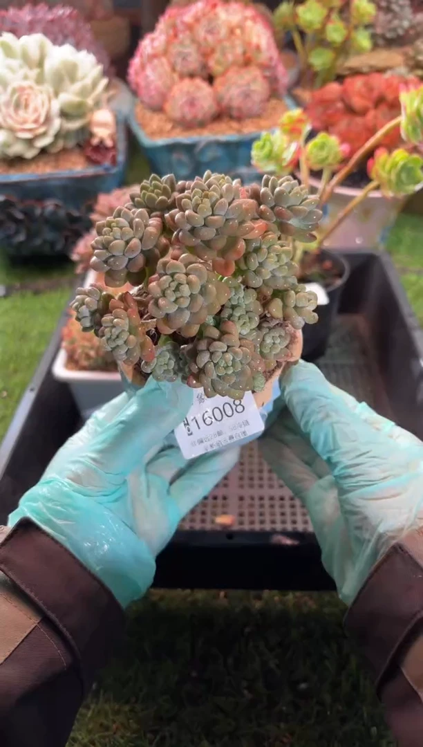 【闪购商品】16008