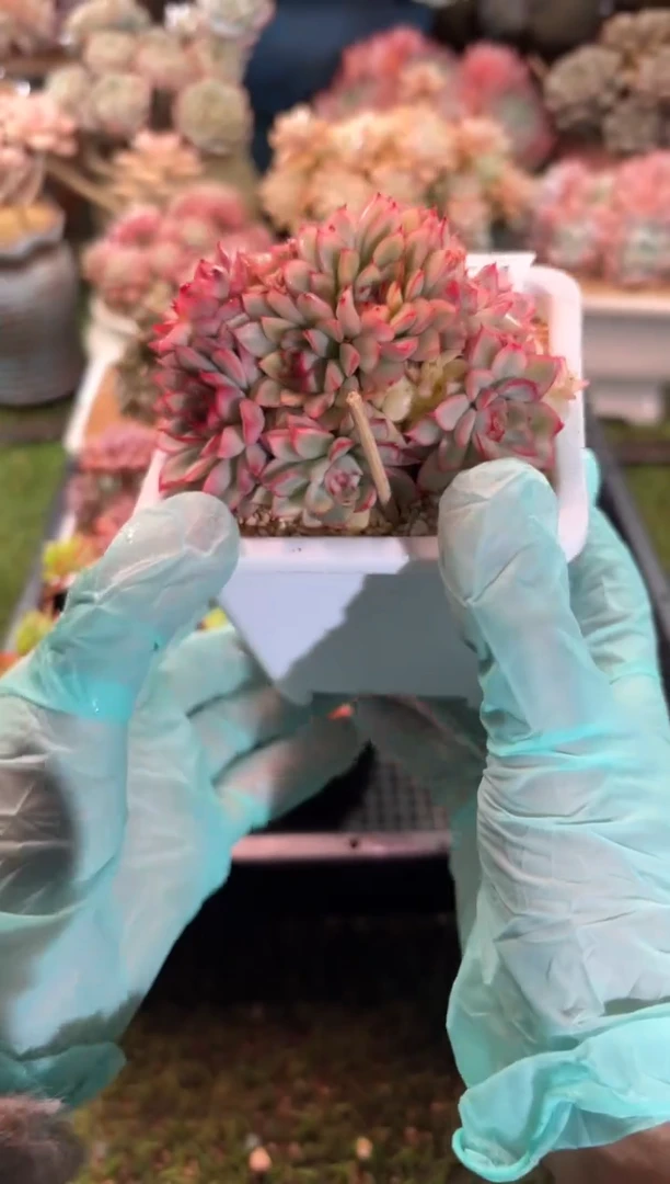 【闪购商品】12728