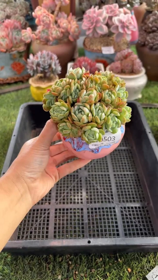 【闪购商品】10503