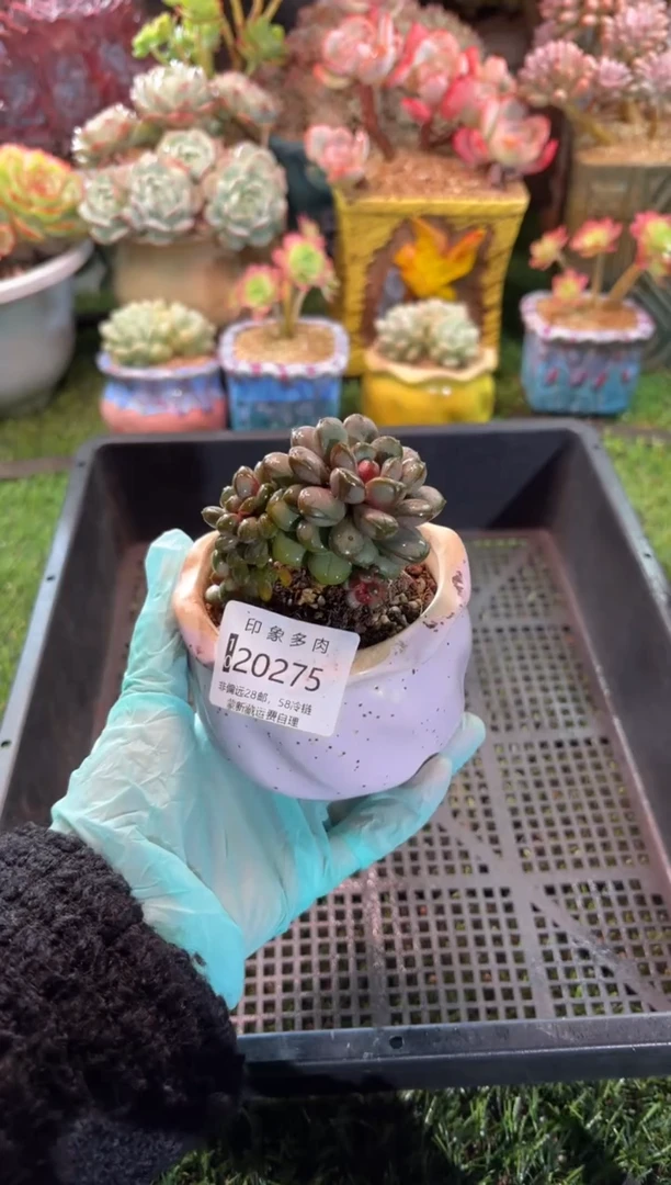 【闪购商品】20275