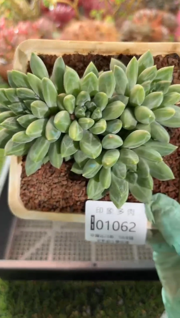 【闪购商品】01062