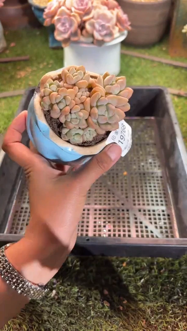 【闪购商品】19768