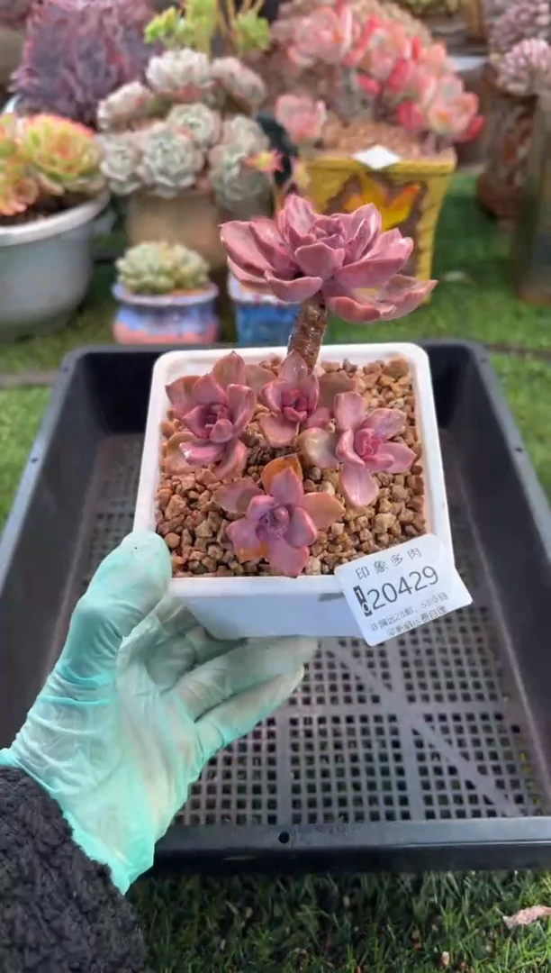 【闪购商品】20429