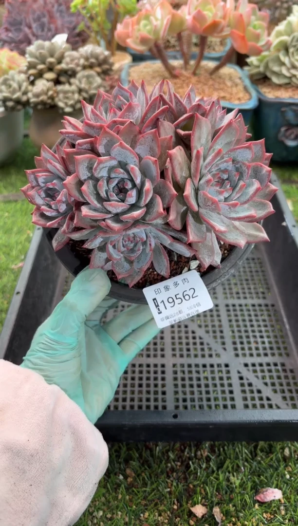 【闪购商品】19562