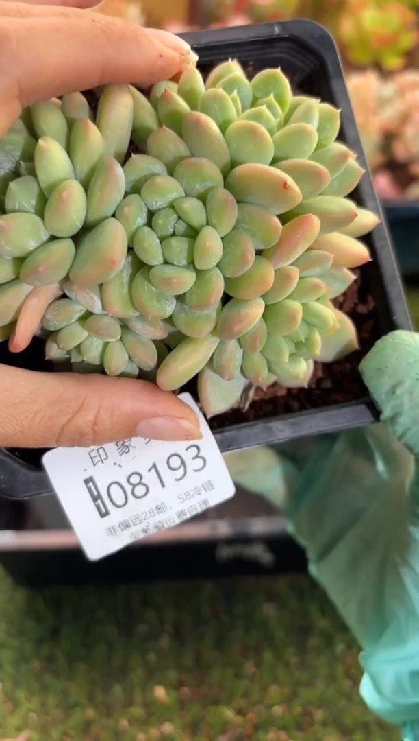 【闪购商品】08193