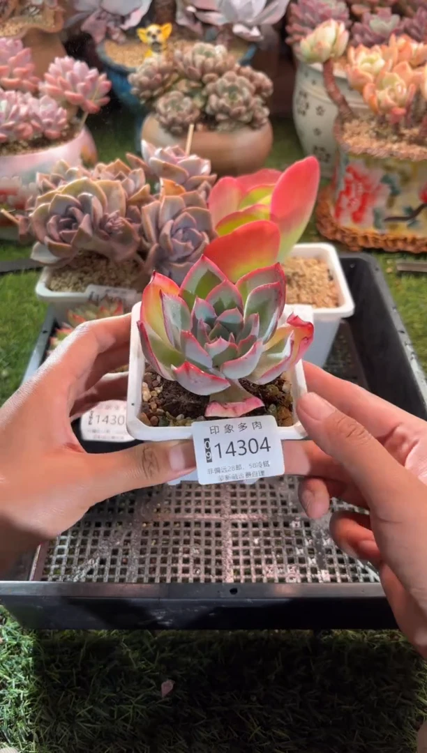 【闪购商品】14304