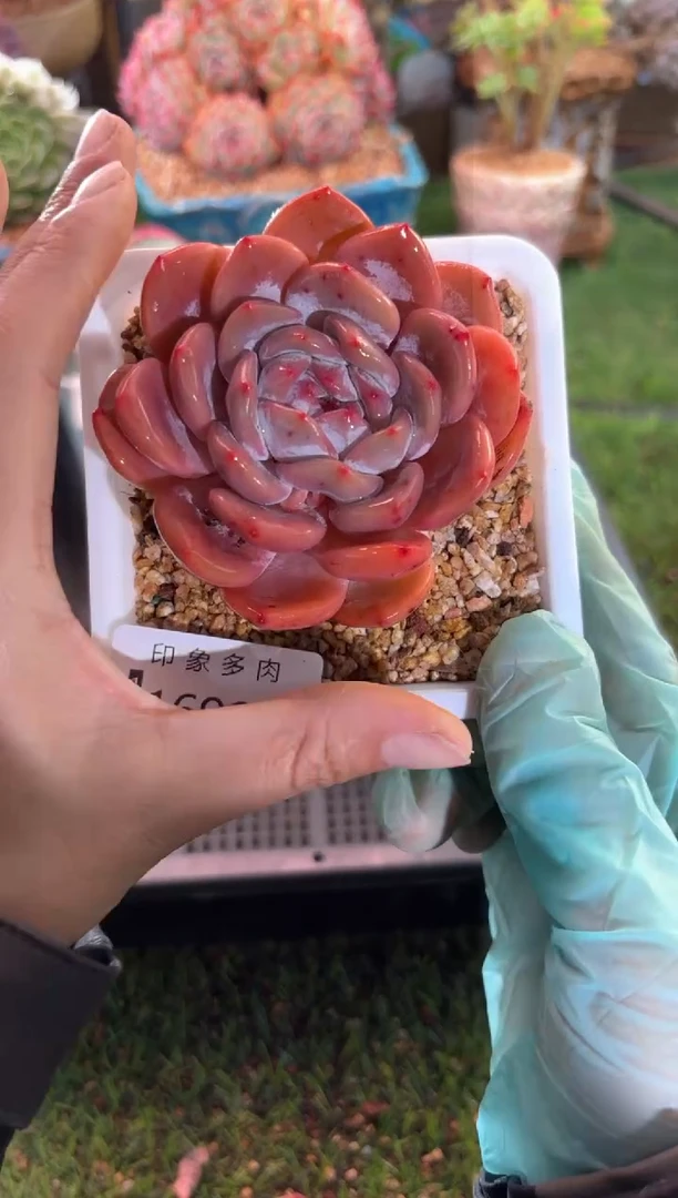 【闪购商品】16992