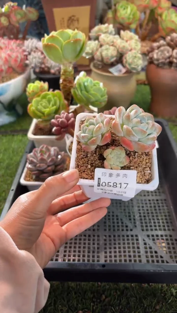 【闪购商品】05817