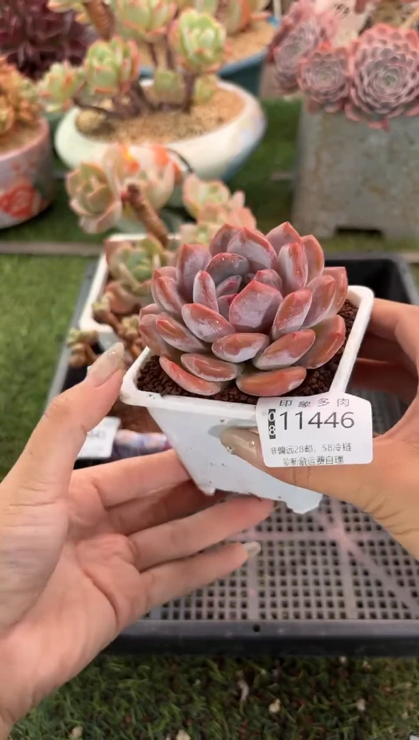 【闪购商品】11446