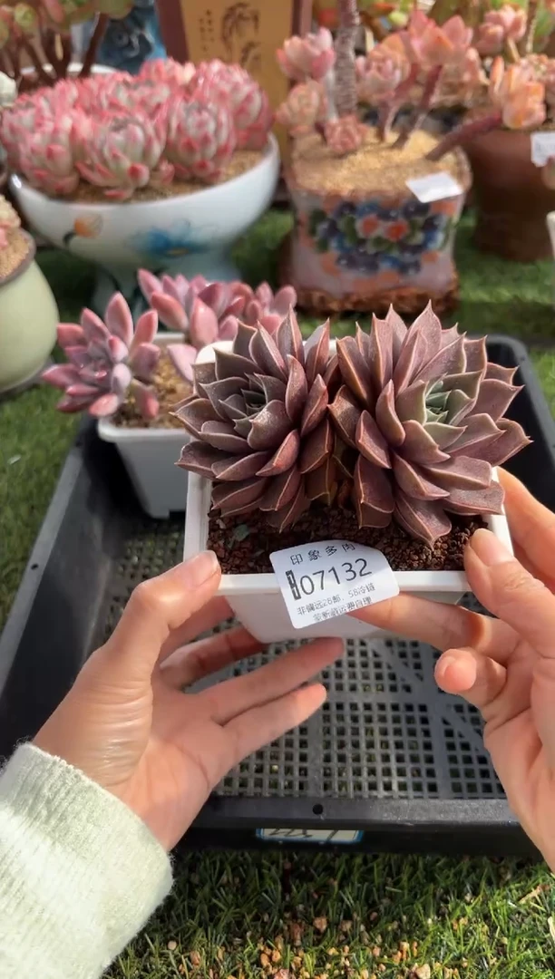 【闪购商品】07132