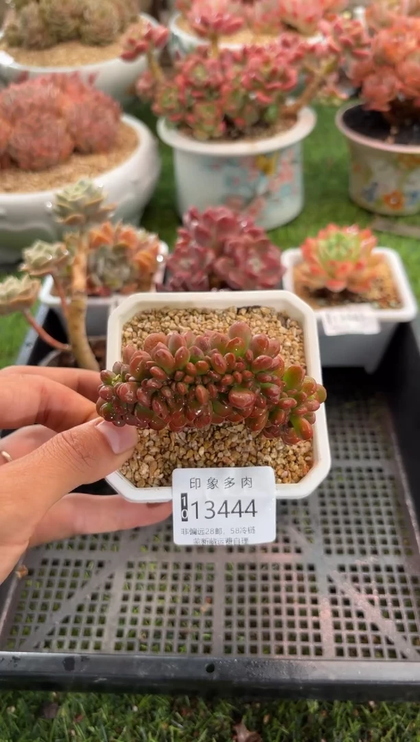 【闪购商品】13444