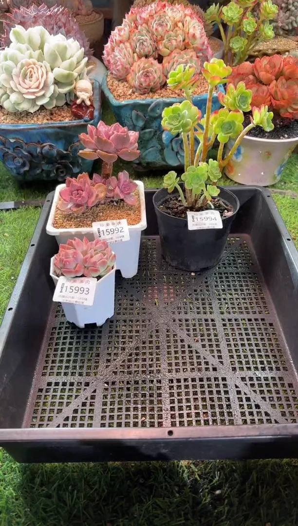 【闪购商品】15994