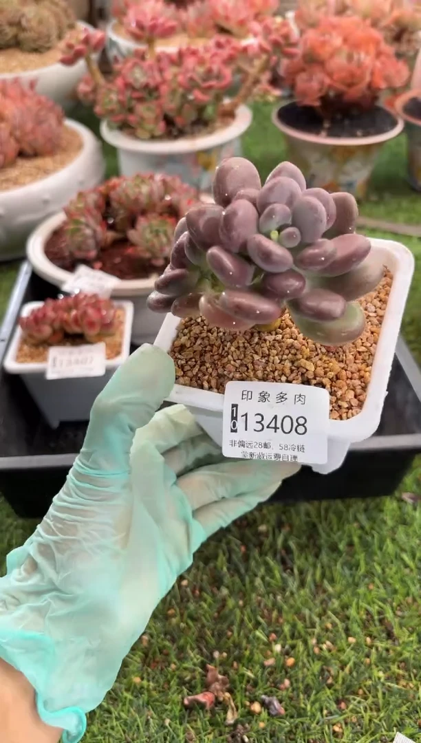 【闪购商品】13408