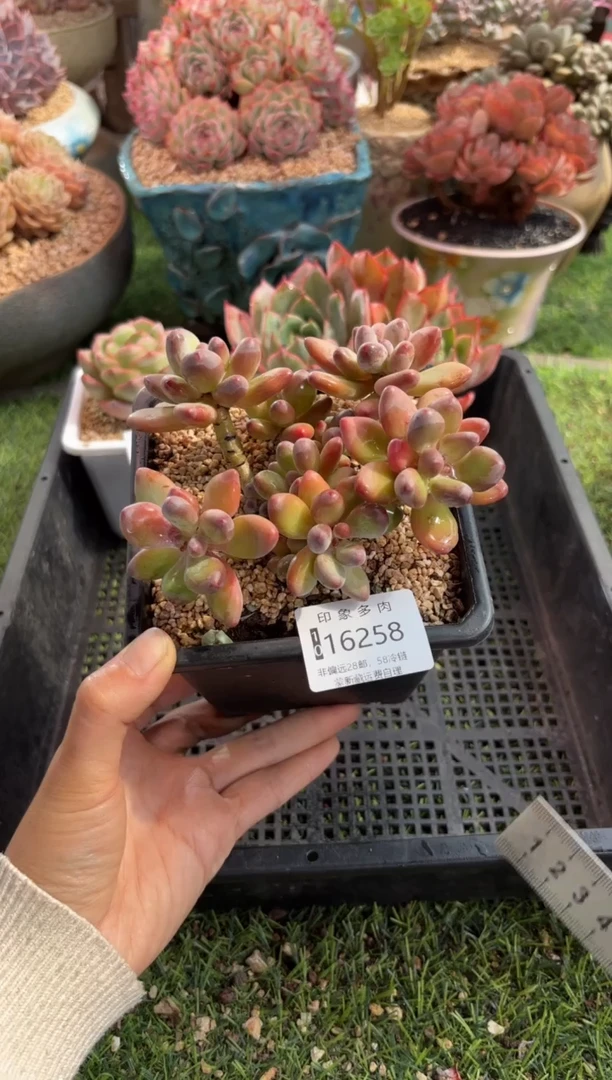 【闪购商品】16258