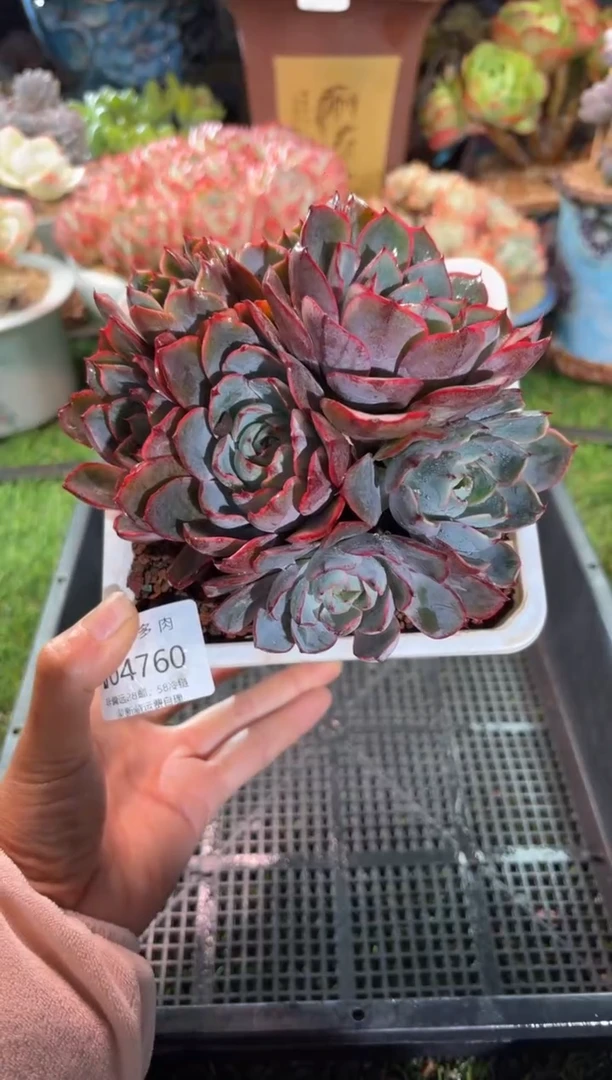 【闪购商品】04760