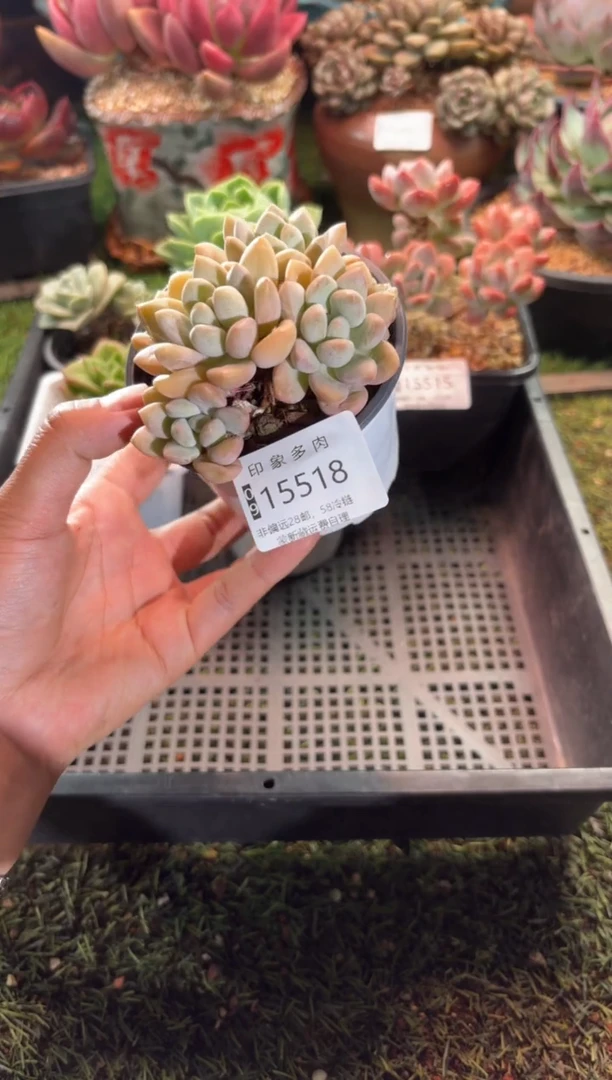 【闪购商品】15518